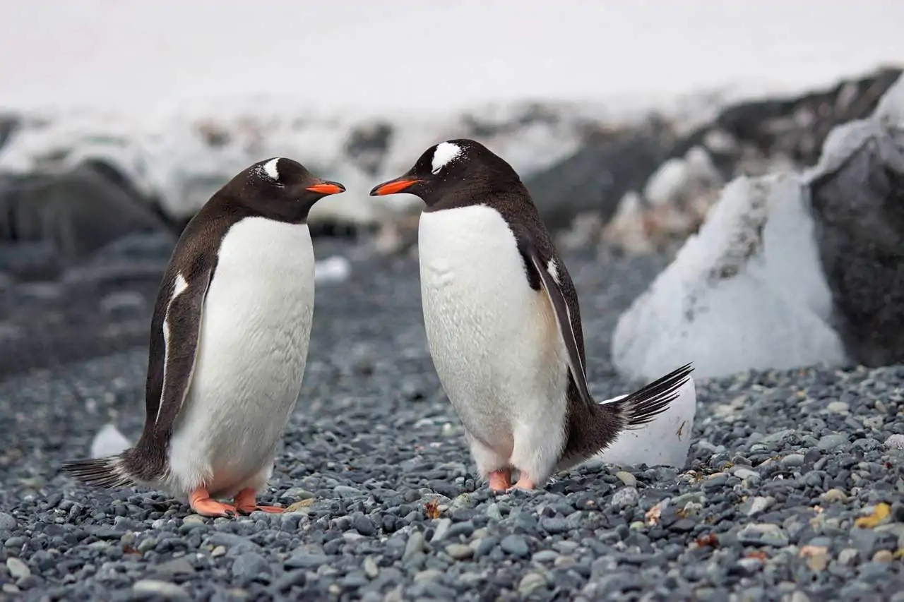 5 Motivos Para Conhecer Ushuaia em Sua Próxima Viagem
